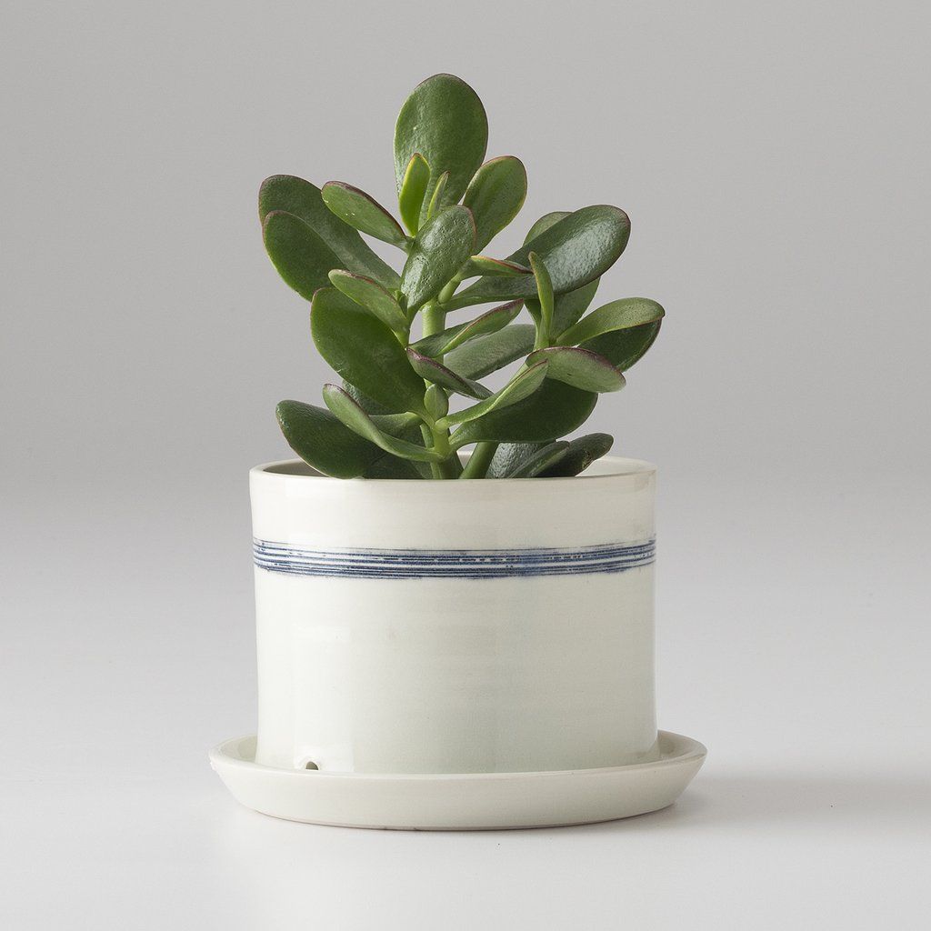 PLANTERS